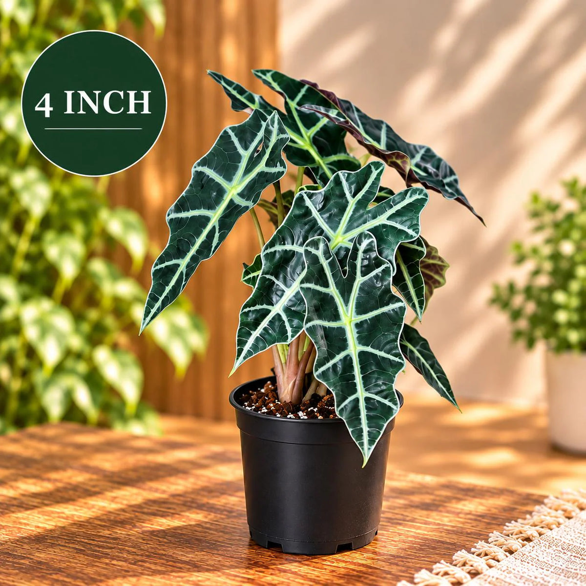 Alocasia Polly Live Houseplant- Large low light indoor plants - Dark Leaf Alocasia Amazonica Gift plant