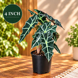 Alocasia Polly Live Houseplant- Large low light indoor plants - Dark Leaf Alocasia Amazonica Gift plant