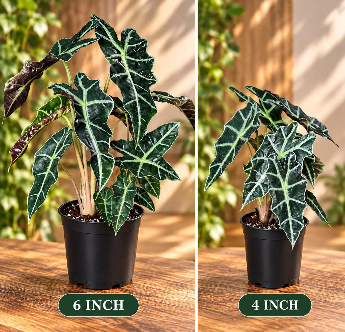 Alocasia Polly Live Houseplant- Large low light indoor plants - Dark Leaf Alocasia Amazonica Gift plant