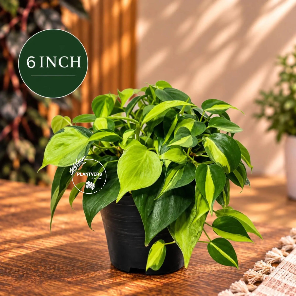 Rare Brazilian Philodendron in a Nursery Pot-  Philodendron Brazil - Philodendron Hederaceum - Vining Indoor  Plant - Air Purifier Plants