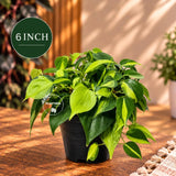 Rare Brazilian Philodendron in a Nursery Pot-  Philodendron Brazil - Philodendron Hederaceum - Vining Indoor  Plant - Air Purifier Plants