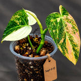 Philodendron Orange Melanochrysum Variegated - Super Rare Velvet Leaf Indoor Plant - Collector Plant - Exact Same Plant - US Seller