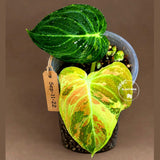 Philodendron Orange Melanochrysum Variegated - Super Rare Velvet Leaf Indoor Plant - Collector Plant - Exact Same Plant - US Seller