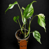 Monstera Albo - Rare Variegated Monstera Borsigiana Albo - Rare Collector Plant - White Monstera Albo - EXACT Same Plant - US Seller