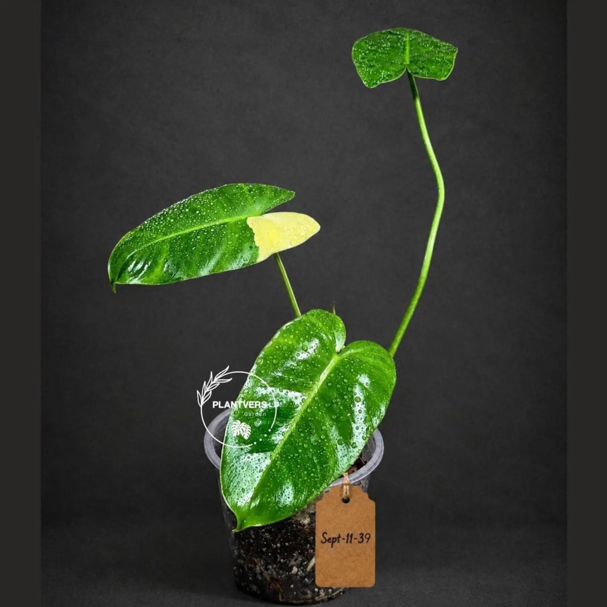 Variegated Burle Marx Philodendron - Rare Plant - EXACT Plant - US Seller