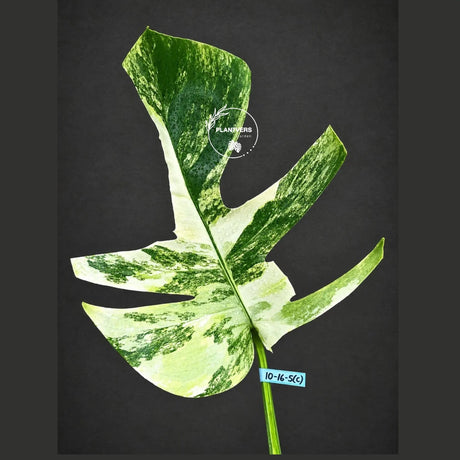 Monstera Borsigiana Aurea Variegated Cutting - Monstera Aurea Variegata - EXACT Cuttings - Collector Rare Plants - US Seller