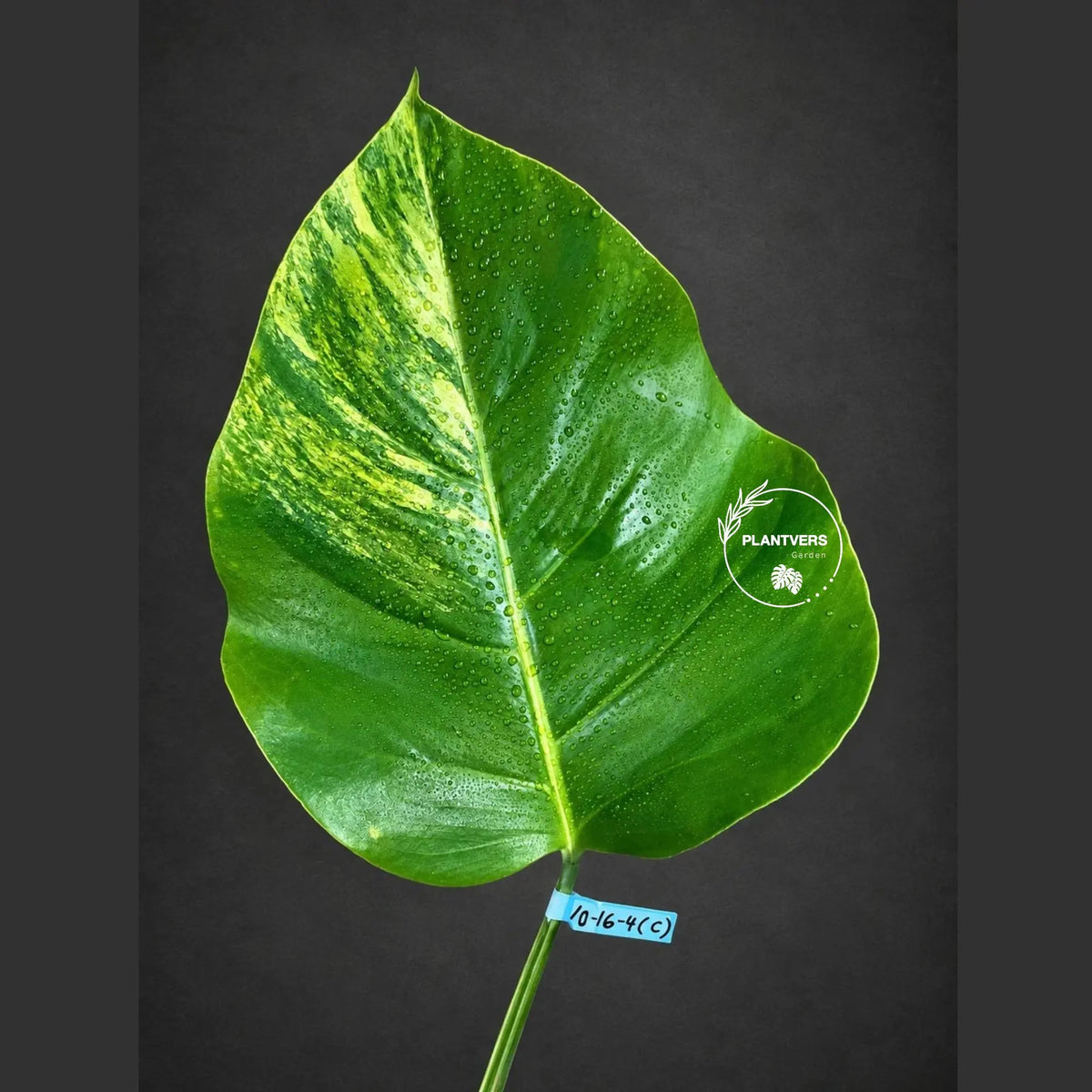 Monstera Borsigiana Aurea Variegated Cutting - Monstera Aurea Variegata - EXACT Cuttings - Collector Rare Plants - US Seller