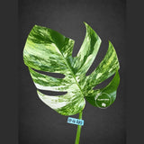Monstera Borsigiana Aurea Variegated Cutting - Monstera Aurea Variegata - EXACT Cuttings - Collector Rare Plants - US Seller