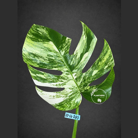 Monstera Borsigiana Aurea Variegated Cutting - Monstera Aurea Variegata - EXACT Cuttings - Collector Rare Plants - US Seller