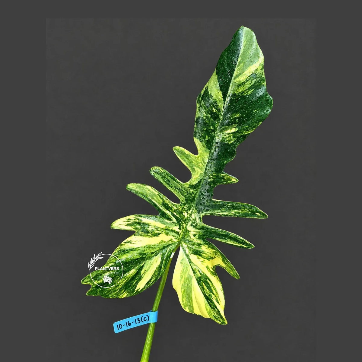 Philodendron Florida Beauty x Mayoi Variegated Cutting - Rare Live Plant - Exact Cutting - US SELLER