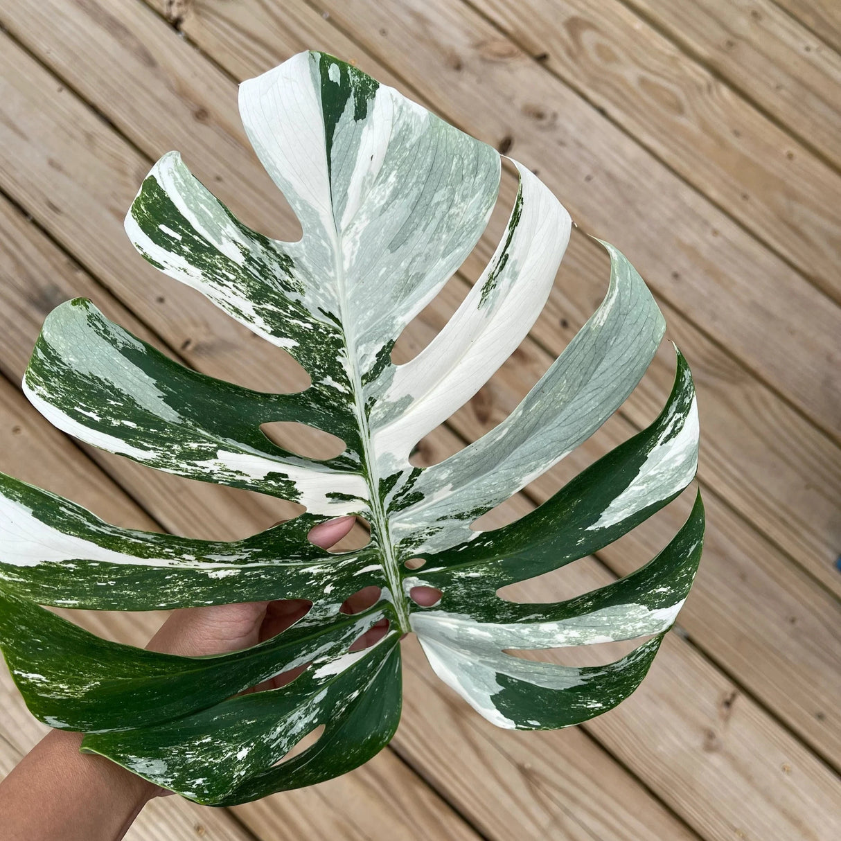 monstera borsigiana