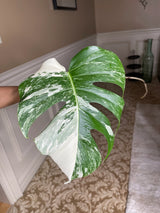 Monstera Albo Borsigiana Cutting - Extremely Rare variegated monstera albo