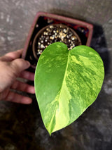 Monstera Aurea Variegated Plant - Rare Tropical Aroids - Monstera Marmota (June-9-02)