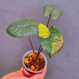 Alocasia Serendipity Pink Variegated - Super Rare Pink Variegated Alocasia (June-17-14)