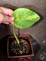 Monstera Aurea Variegated Plant - Rare Tropical Aroids - Monstera Marmota (June-9-02)