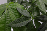 Real Money Tree Plant in a 3" Nursery Pot - Good Luck Tree