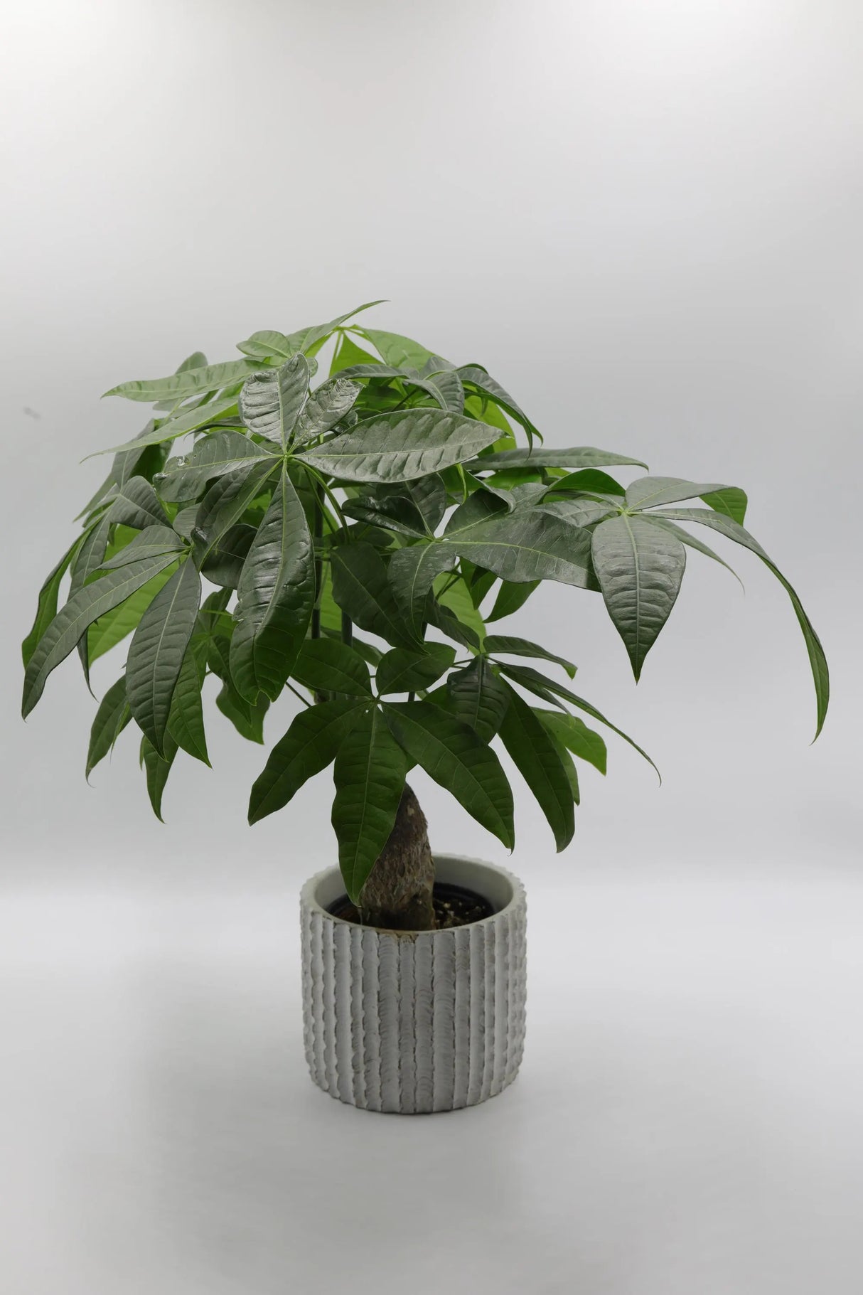 Real Money Tree Plant in a 3" Nursery Pot - Good Luck Tree