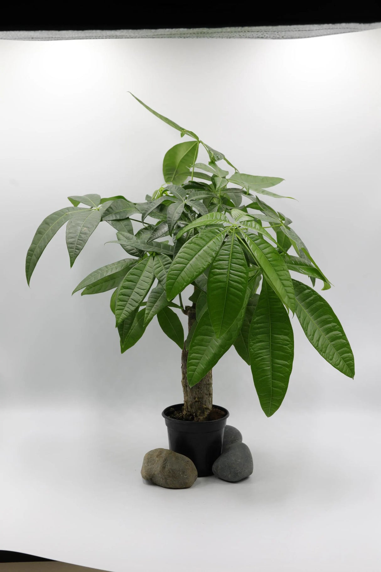 Real Money Tree Plant in a 3" Nursery Pot - Good Luck Tree