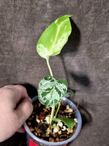 Super Rare Monstera Bulbasaur Variegated Live Plant - Exotic Collector Mint - (July-10-04)