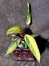 Variegated Philodendron Strawberry Shake - EXACT Plant - (June-21-64)
