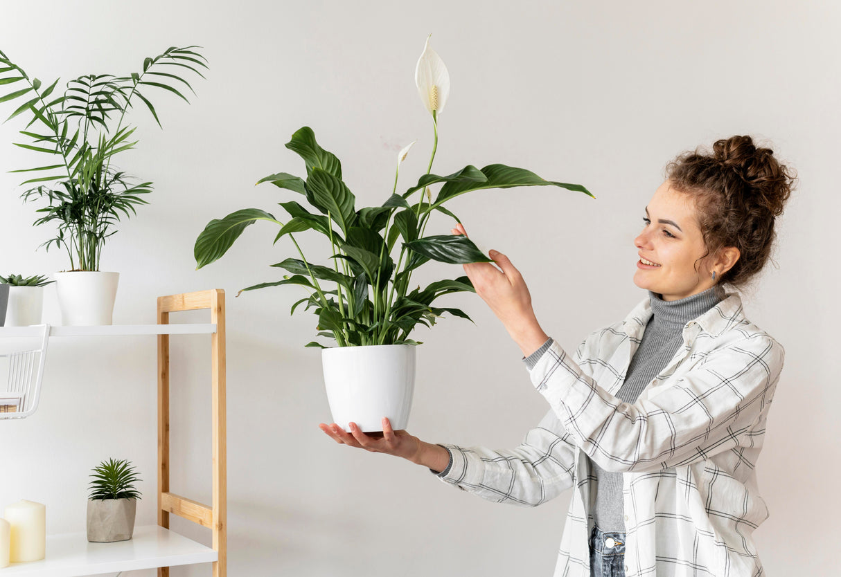 Spathiphyllum Peace Lily in a 4" Nursery Pot | Air-Purifying Indoor Plant | Elegant White Blooms