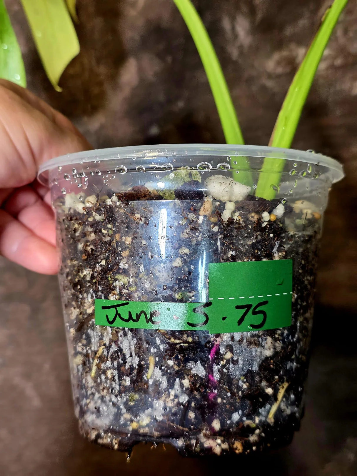 Monstera Aurea Variegated Borsigiana - Monstera Marmota - (June-5-75)
