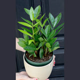 Zamioculcas Zamiifolia Plant in a 3" Nursery Pot - Chameleon Zeezee Plant