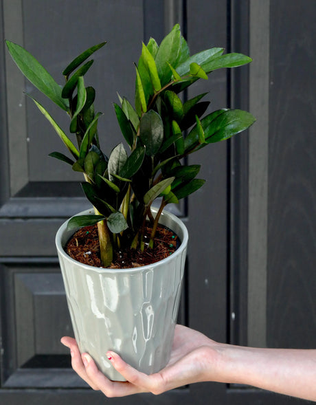 Zamioculcas Zamiifolia Plant in a 3" Nursery Pot - Chameleon Zeezee Plant