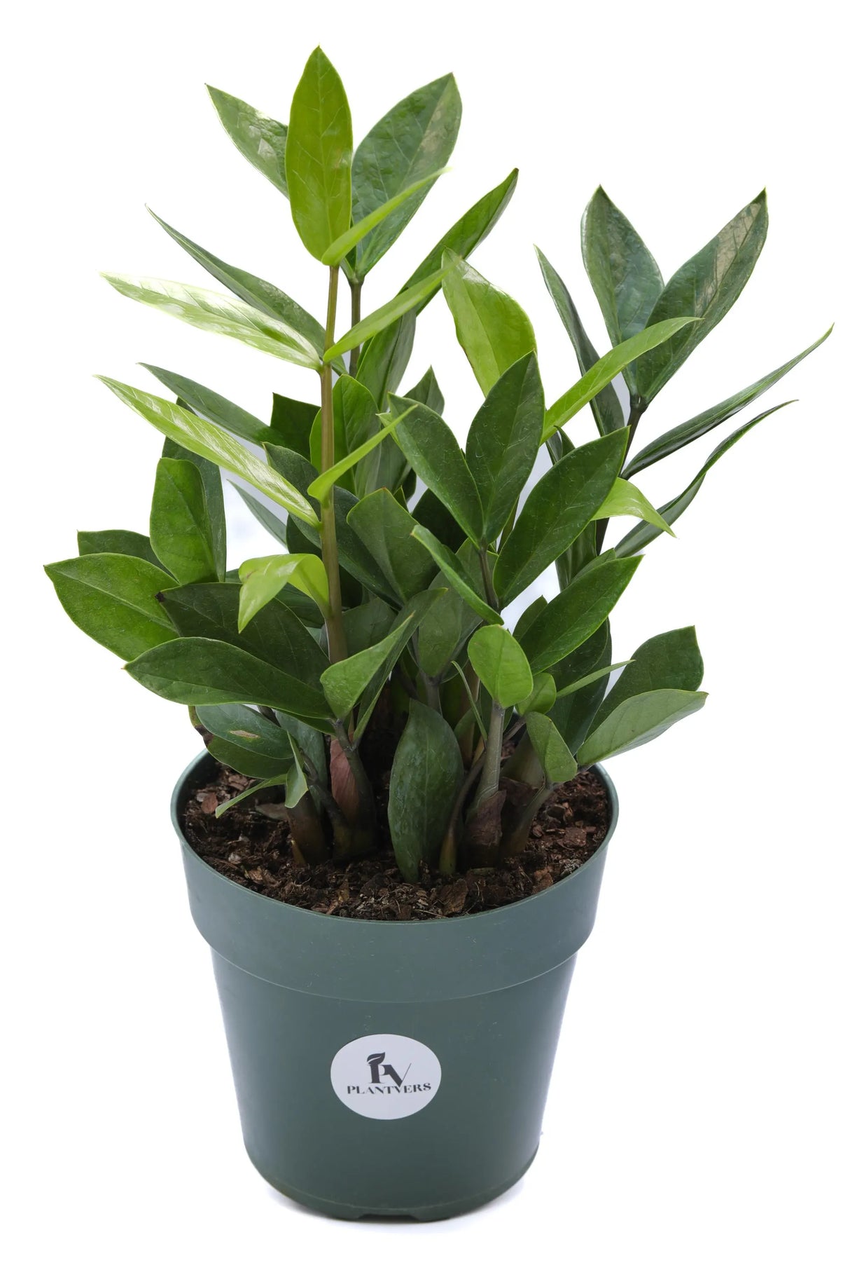 Zamioculcas Zamiifolia Plant in a 3" Nursery Pot - Chameleon Zeezee Plant