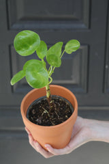 Chinese Money Plant in a 3" Nursery Pot