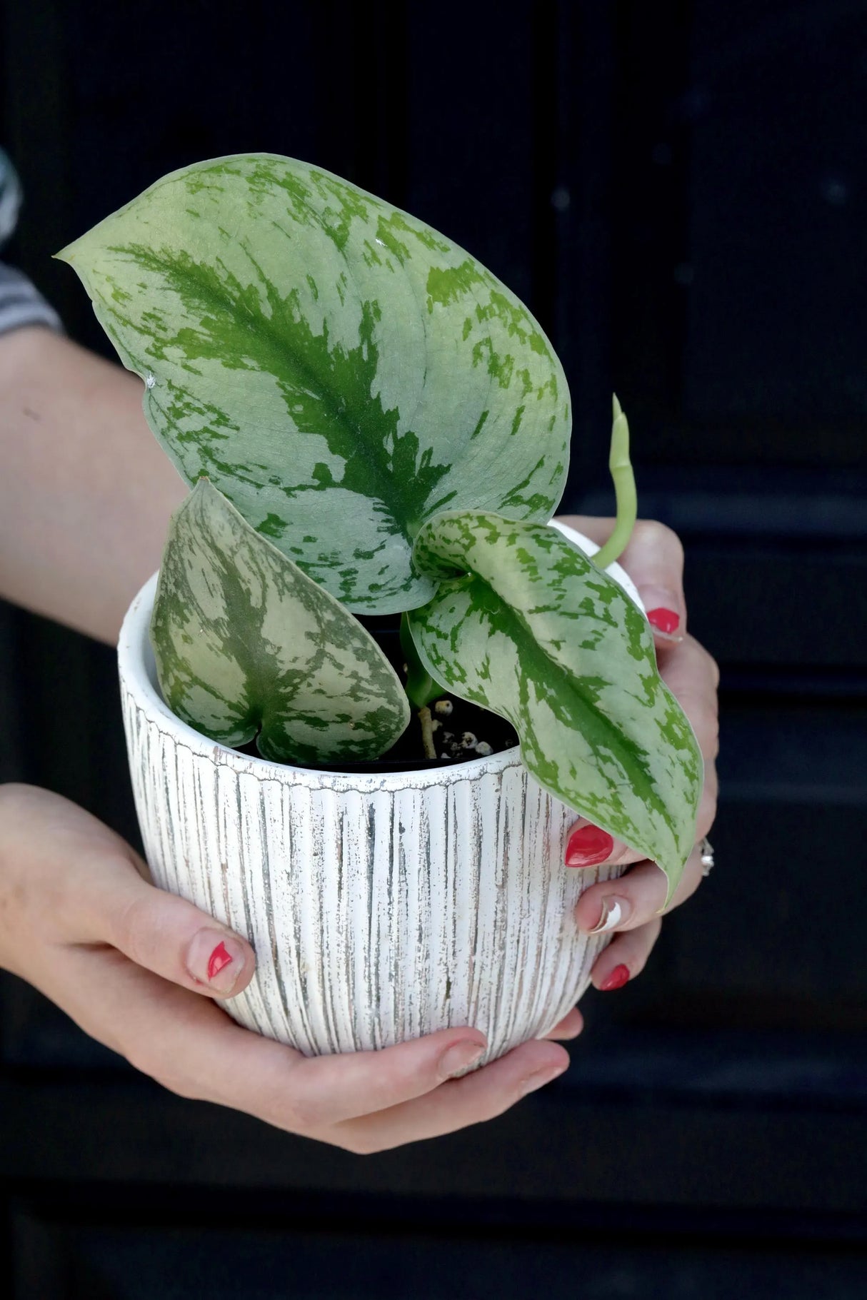 Scindapsus Silver Exotica Plant in 1.5" Nursery Pot