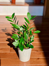 Zamioculcas Zamiifolia Plant in a 3" Nursery Pot