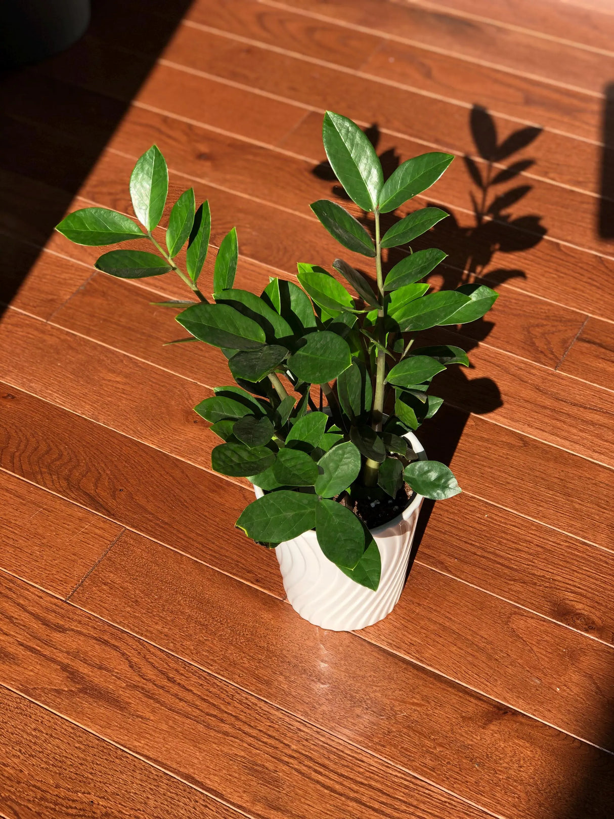 Zamioculcas Zamiifolia Plant in a 3" Nursery Pot