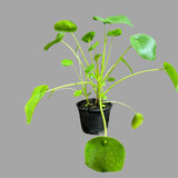 Chinese Money Plant, Pilea Peperomioides, Lucky Houseplant