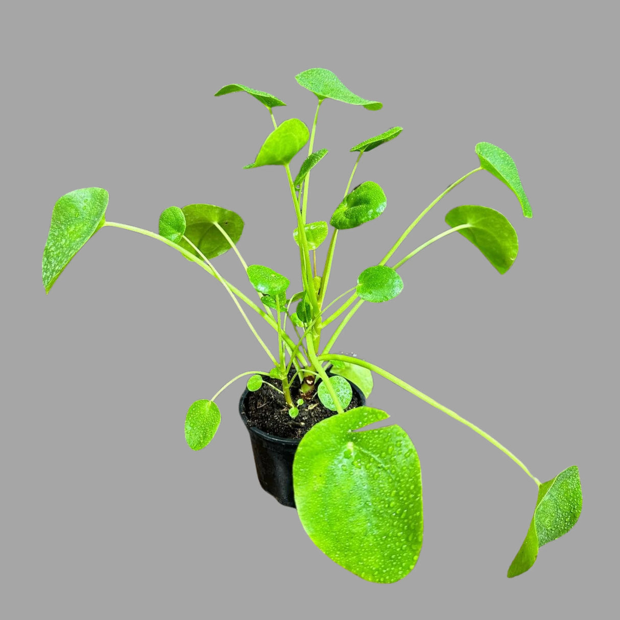 Chinese Money Plant, Pilea Peperomioides, Lucky Houseplant