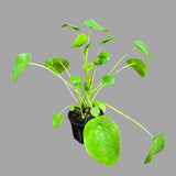 Chinese Money Plant, Pilea Peperomioides, Lucky Houseplant