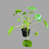 Chinese Money Plant, Pilea Peperomioides, Lucky Houseplant