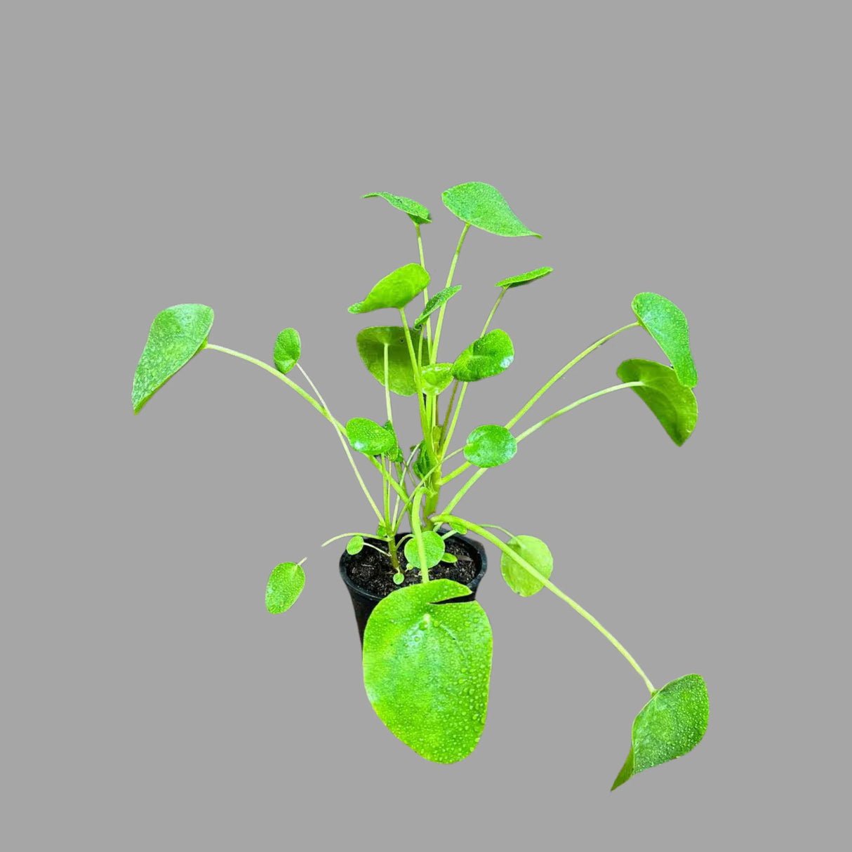 Chinese Money Plant, Pilea Peperomioides, Lucky Houseplant