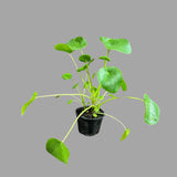 Chinese Money Plant, Pilea Peperomioides, Lucky Houseplant