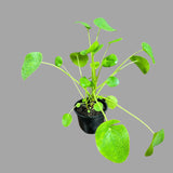 Chinese Money Plant, Pilea Peperomioides, Lucky Houseplant