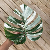 monstera albo