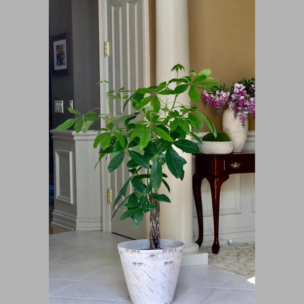 3 Feet Money Tree Plant in a 10" Nursery Pot - Good Luck Tree