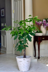 3 Feet Money Tree Plant in a 10" Nursery Pot - Good Luck Tree