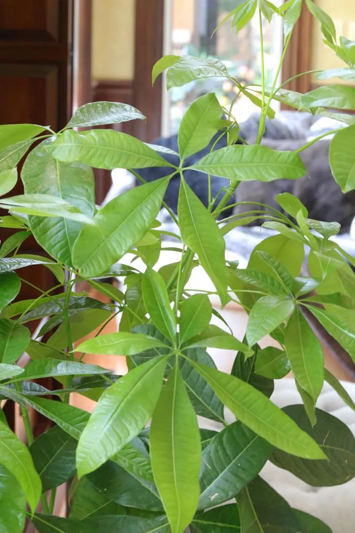 3 Feet Money Tree Plant in a 10" Nursery Pot - Good Luck Tree