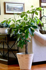 3 Feet Money Tree Plant in a 10" Nursery Pot - Good Luck Tree