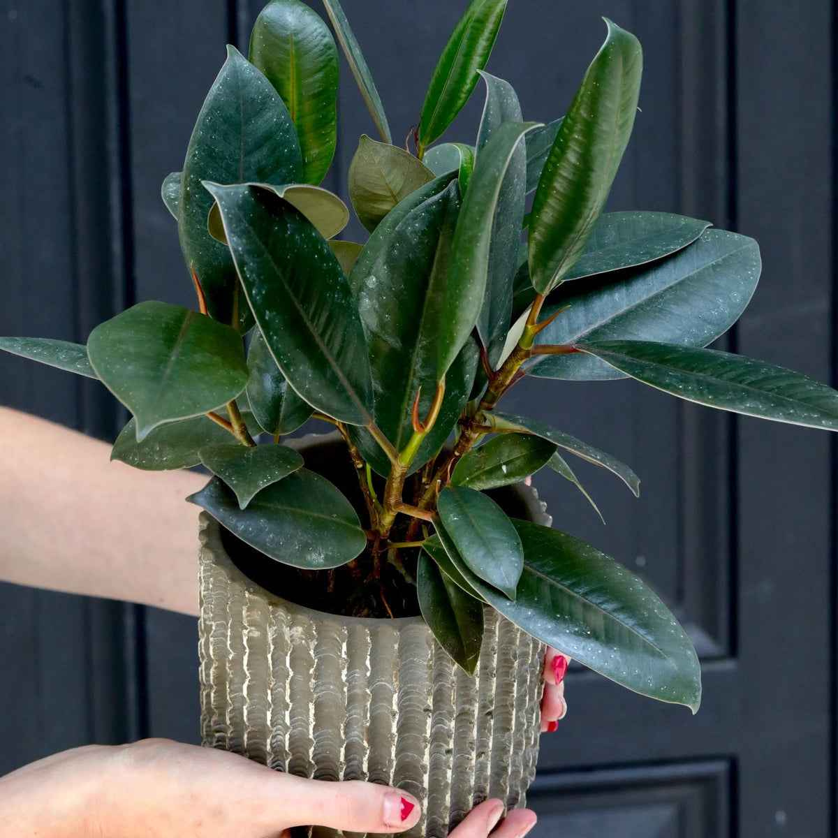 Burgundy Rubber Tree in a 4