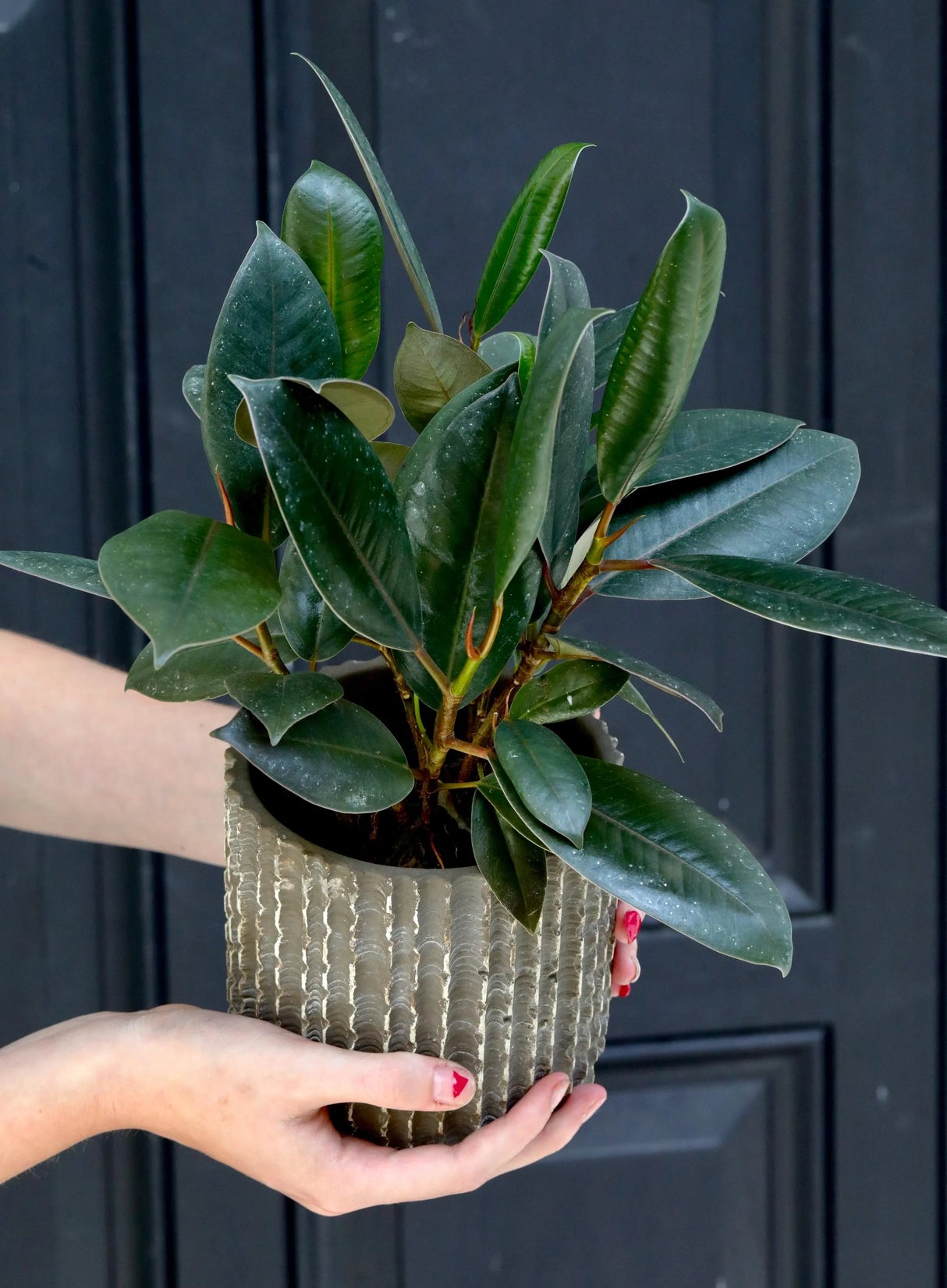 Burgundy Rubber Tree in a 3" Nursery Pot - Ficus Elastica