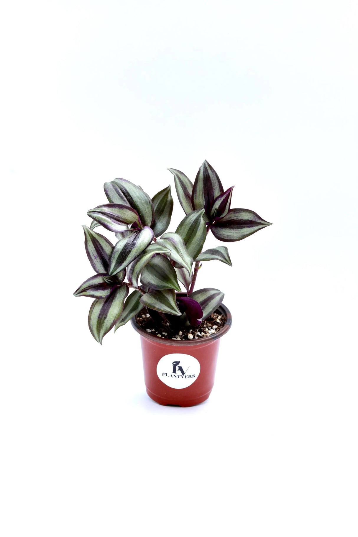 Silver Wandering Jew Plant in 3" Pot - Rare Tradescantia