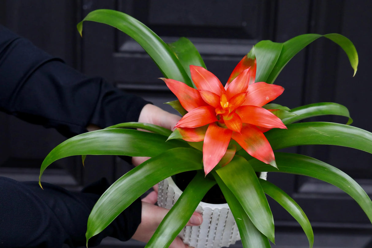 Bromeliad - Flowering Indoor Plant in a 4" Nursery Pot