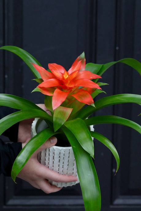 Bromeliad - Flowering Indoor Plant in a 4" Nursery Pot